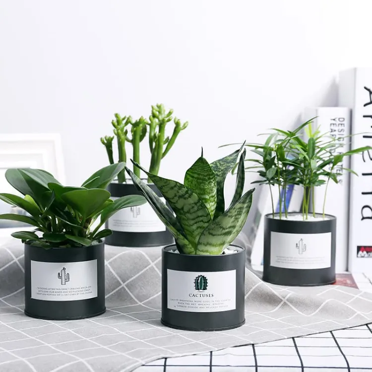 Picture of Small  Tin Can without Lid (85 x 75mm)